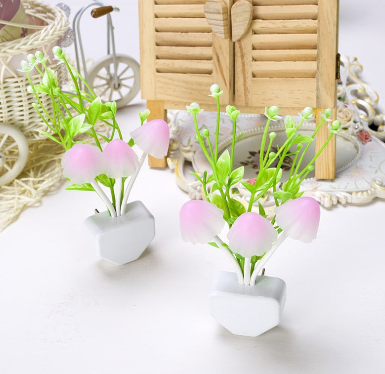 Two small potted plants with pink and green leaves on a white surface.